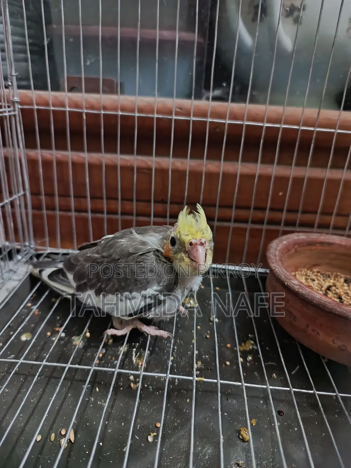 Pineapple Conure, Cockatiel, Budgerigar, Dove