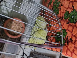 Pineapple Conure, Cockatiel, Budgerigar, Dove