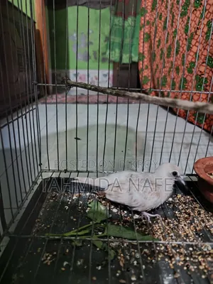 Pineapple Conure, Cockatiel, Budgerigar, Dove