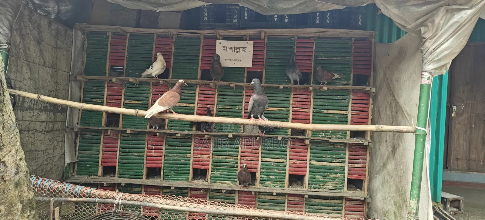 ২৪ কোপের কবুতরের খাঁচা