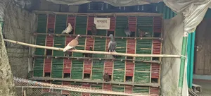 ২৪ কোপের কবুতরের খাঁচা