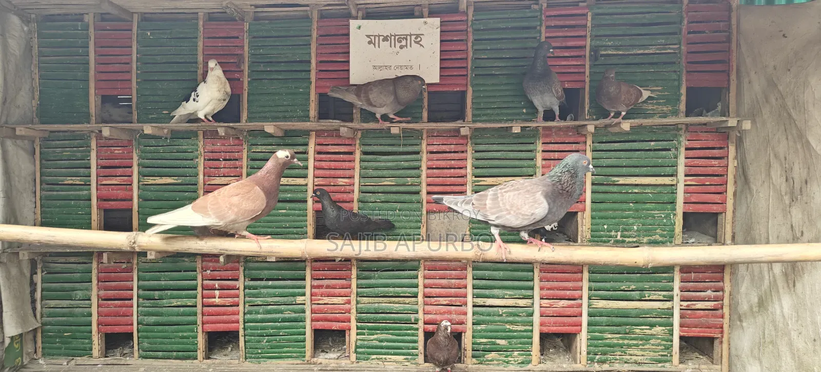 ২৪ কোপের কবুতরের খাঁচা