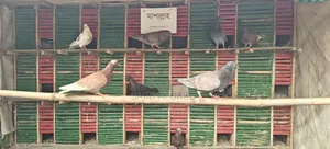 ২৪ কোপের কবুতরের খাঁচা