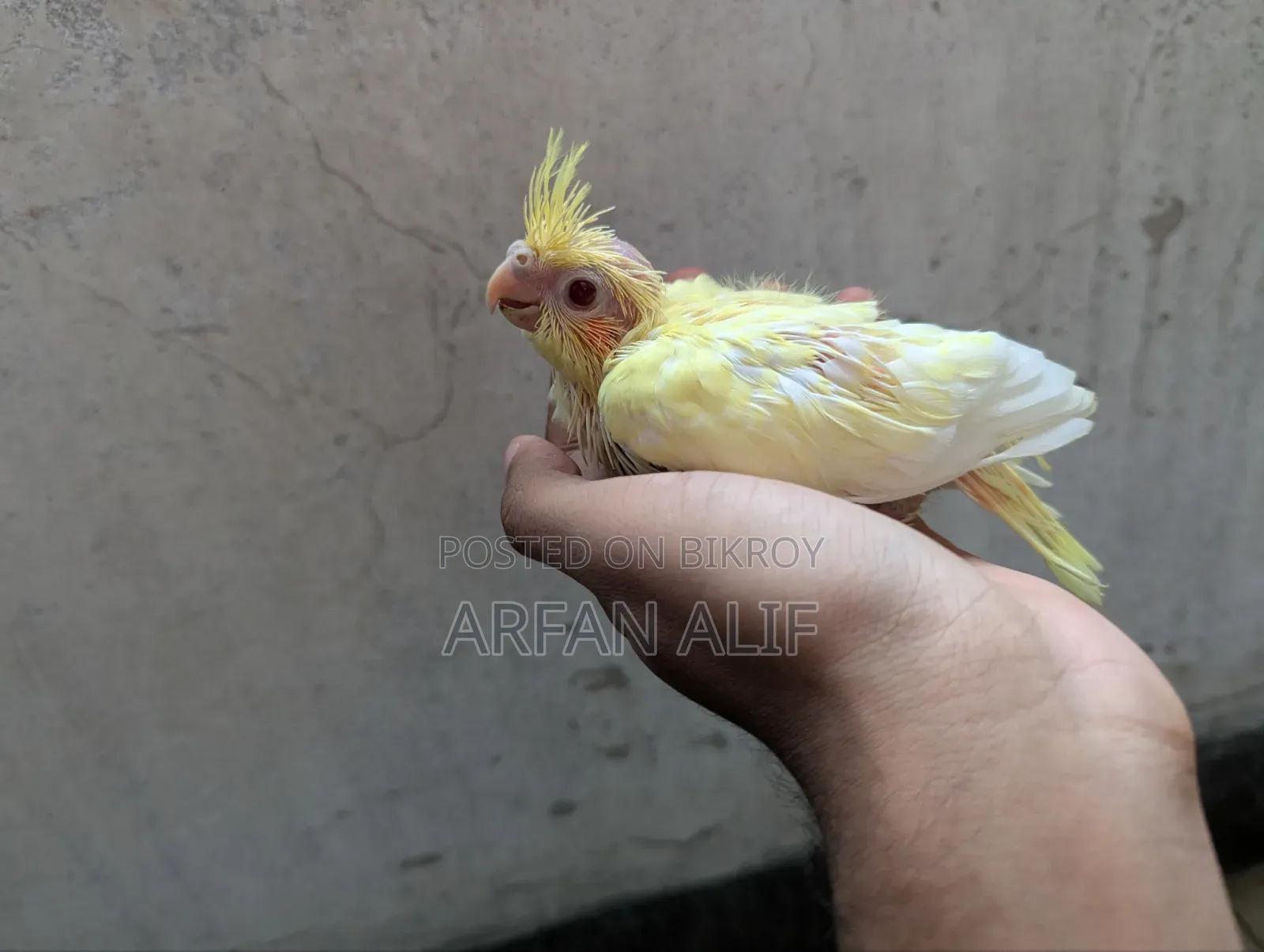 Lutino Red Eye Cocktail Tame Size Baby