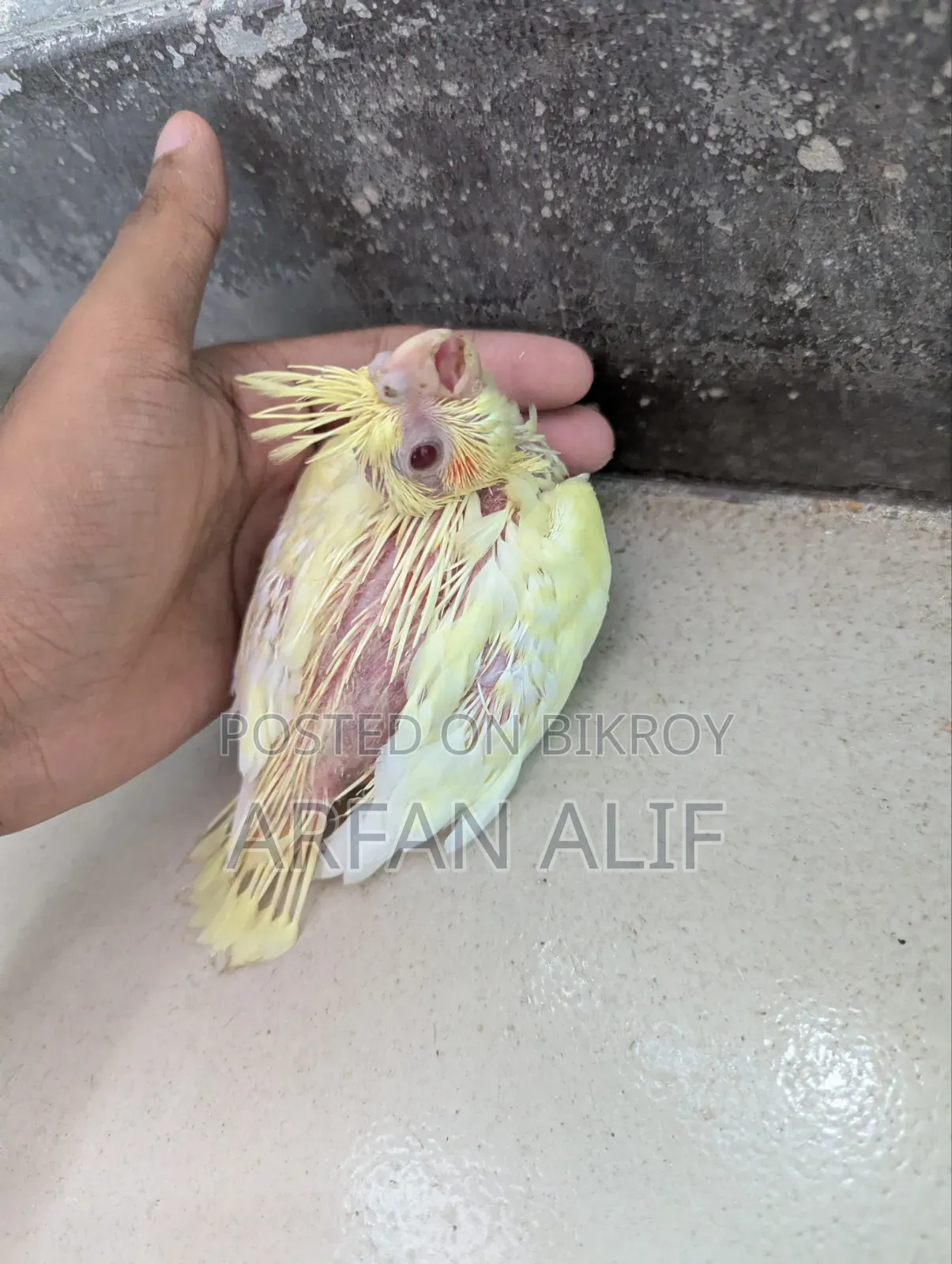Lutino Red Eye Cocktail Tame Size Baby