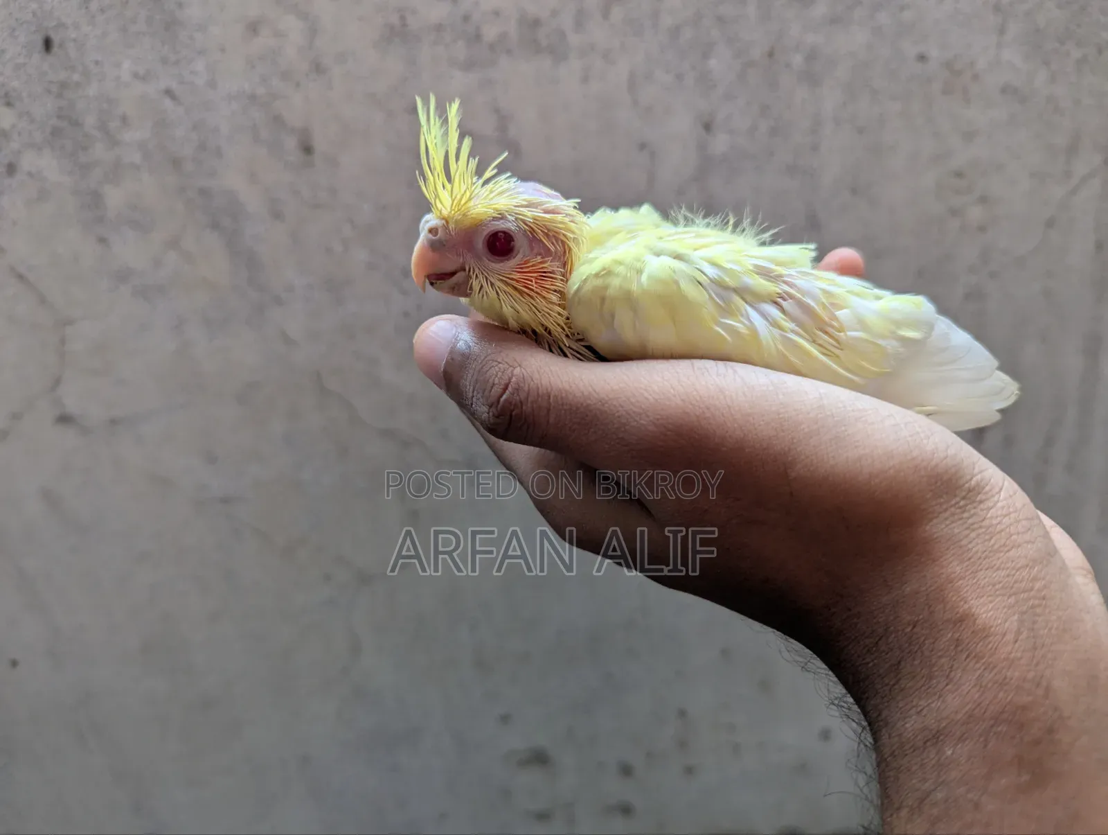 Lutino Red Eye Cocktail Tame Size Baby