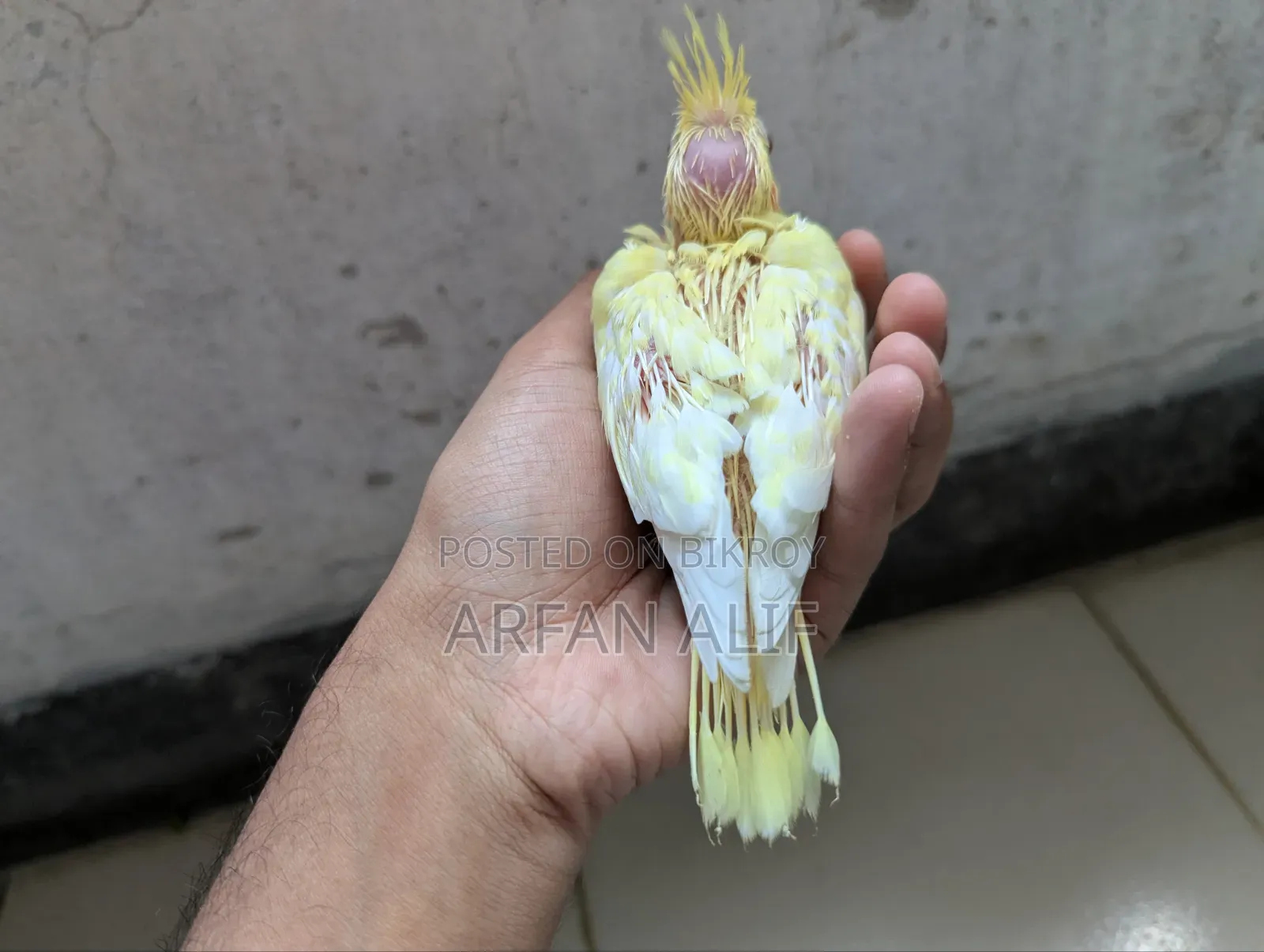 Lutino Red Eye Cocktail Tame Size Baby