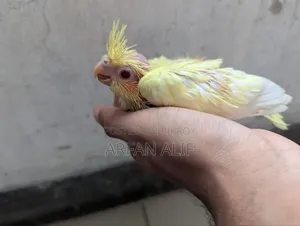 Lutino Red Eye Cocktail Tame Size Baby