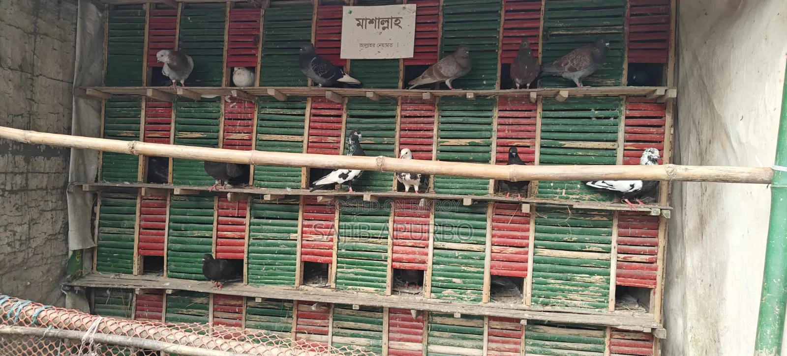 ২৪ কোপের কবুতরের খাঁচা