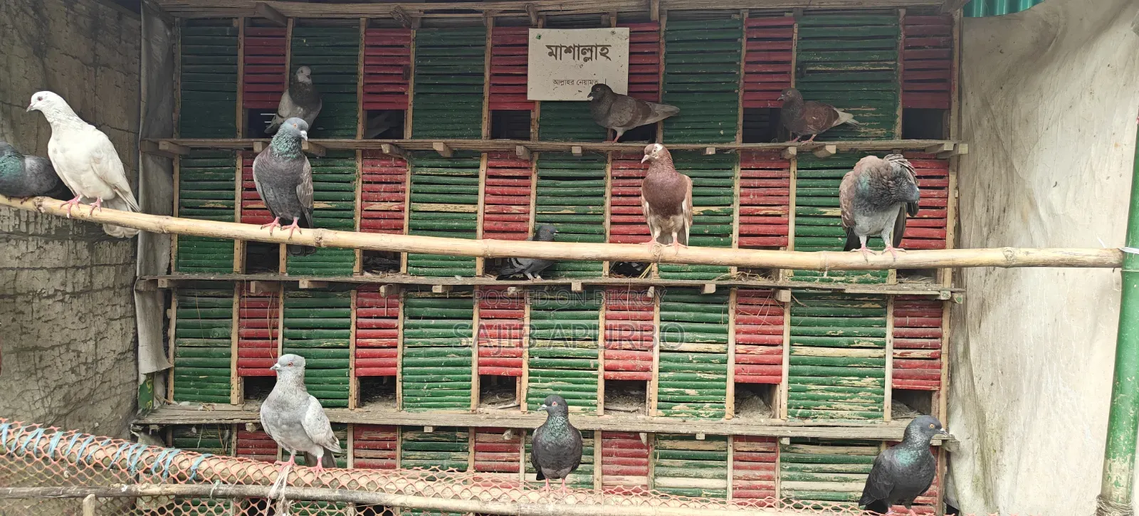 ২৪ কোপের কবুতরের খাঁচা