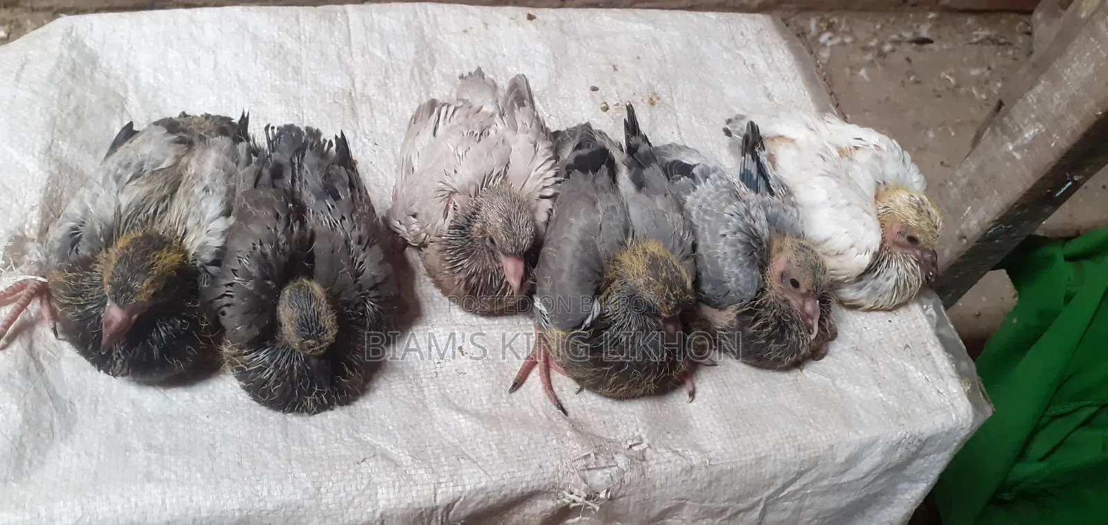 সুস্থ সবল কবুতরের বাচ্চা