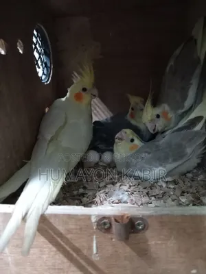 Cockatiel Birds (Light Pied)