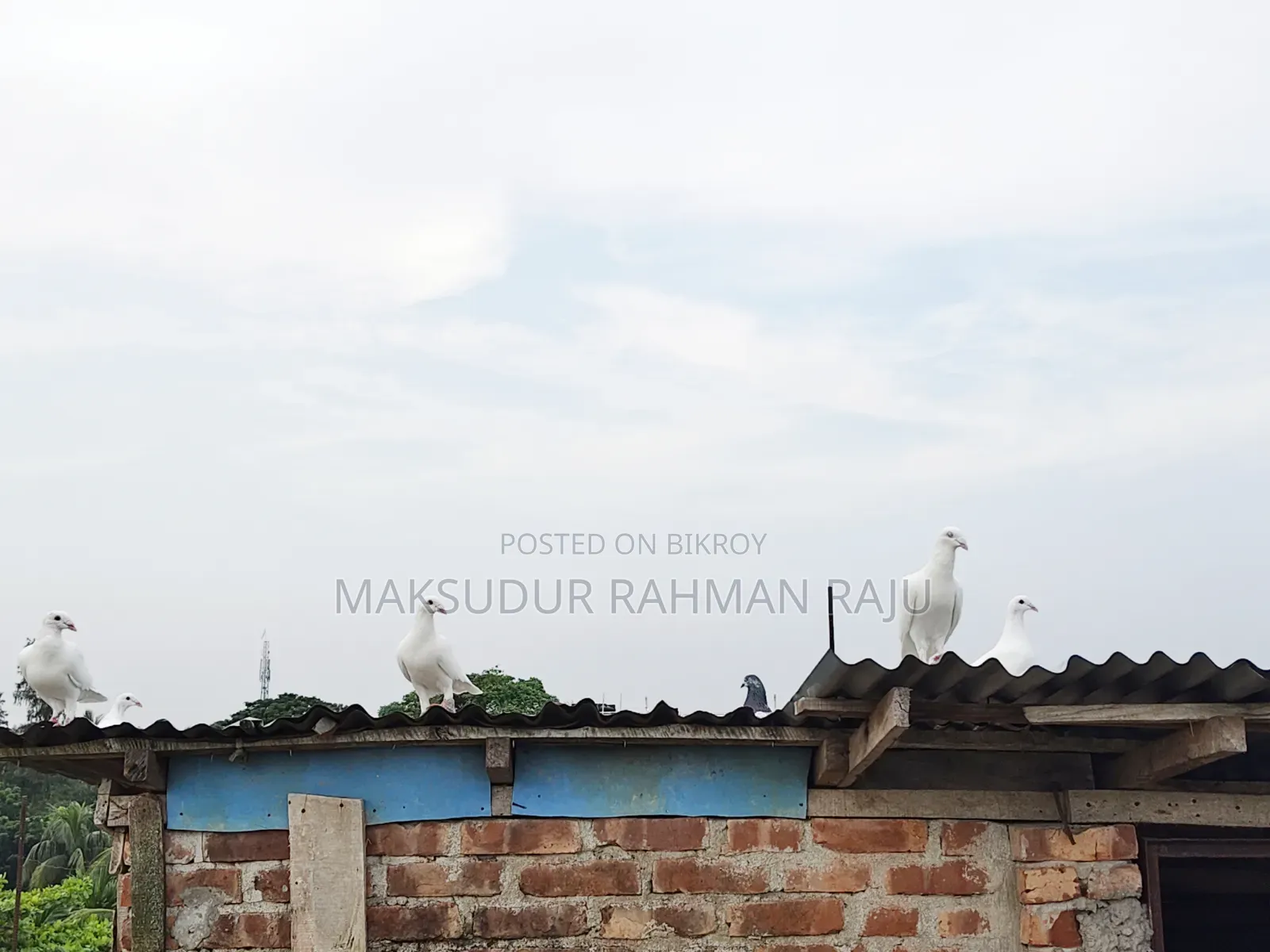 White Sabzi Homing Pigeon (Pair)