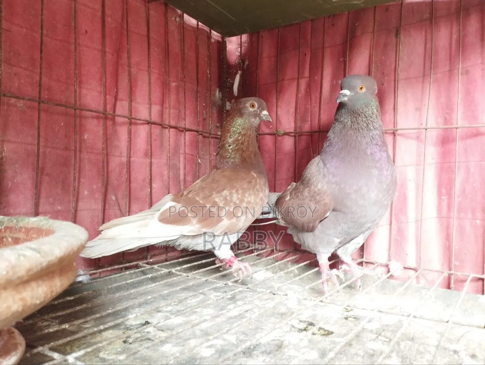 Golla Pigeon Running Pair and Rajgolla Male