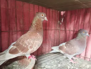 Golla Pigeon Running Pair and Rajgolla Male