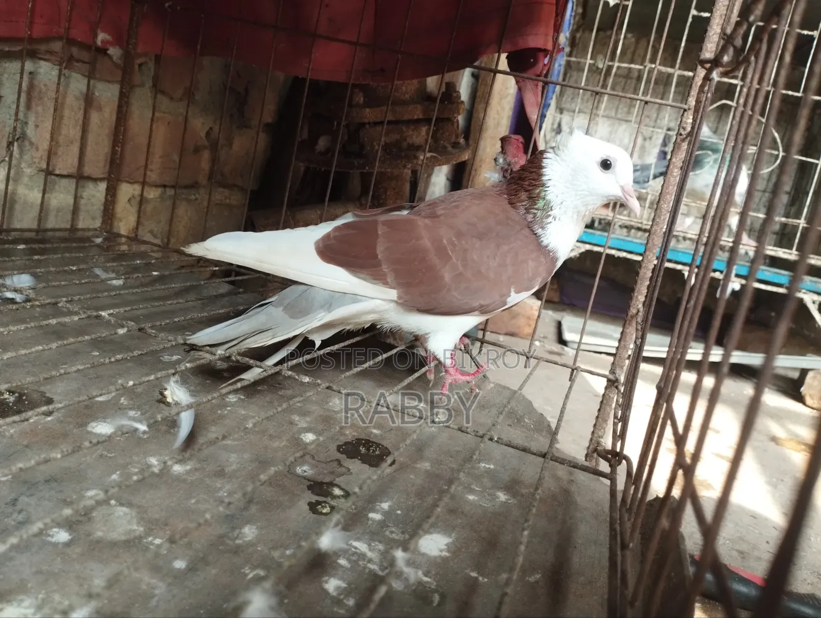 Golla Pigeon Running Pair and Rajgolla Male