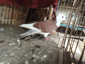 Golla Pigeon Running Pair and Rajgolla Male