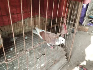 Golla Pigeon Running Pair and Rajgolla Male