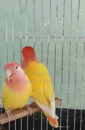 Love Bird লাভ বাড