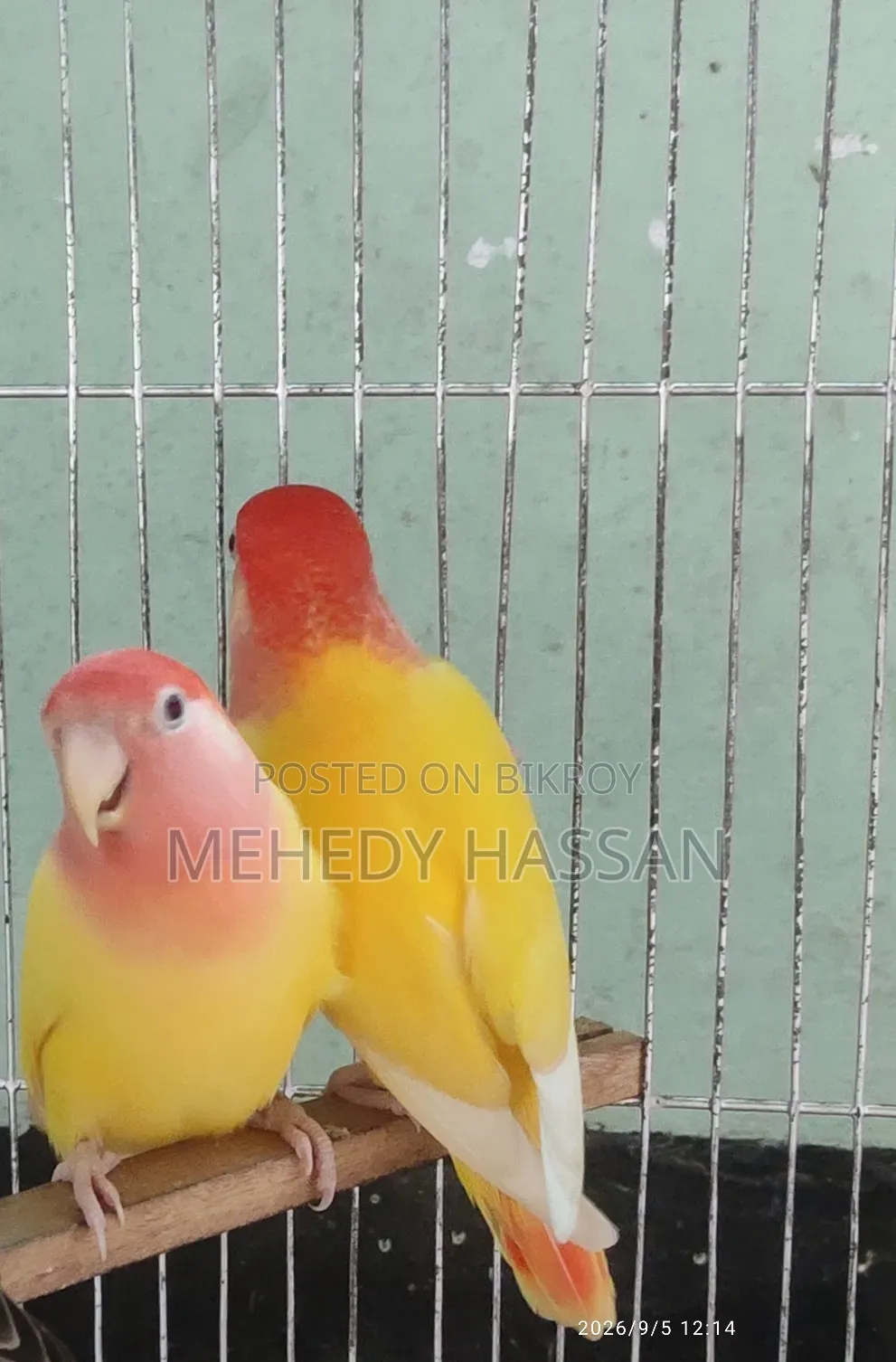 Love Bird লাভ বাড