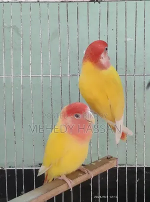 Love Bird লাভ বাড