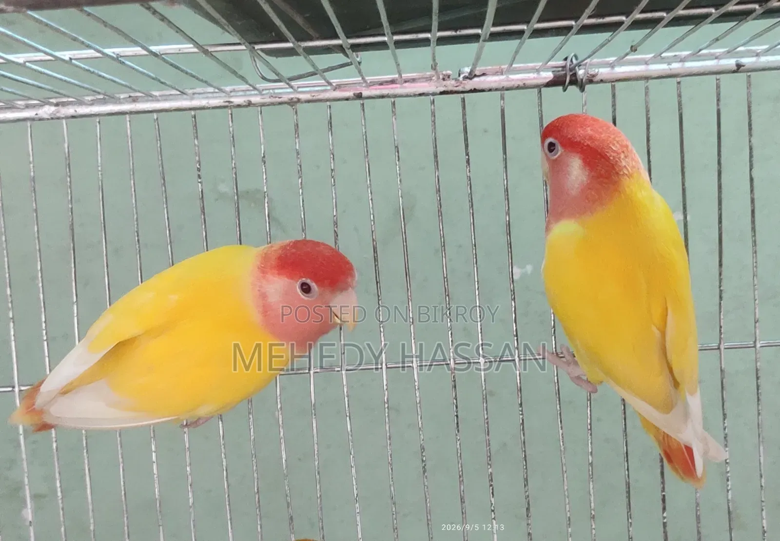 Love Bird লাভ বাড