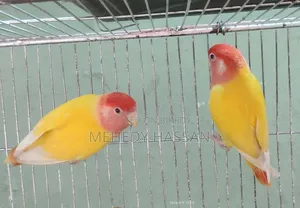 Love Bird লাভ বাড