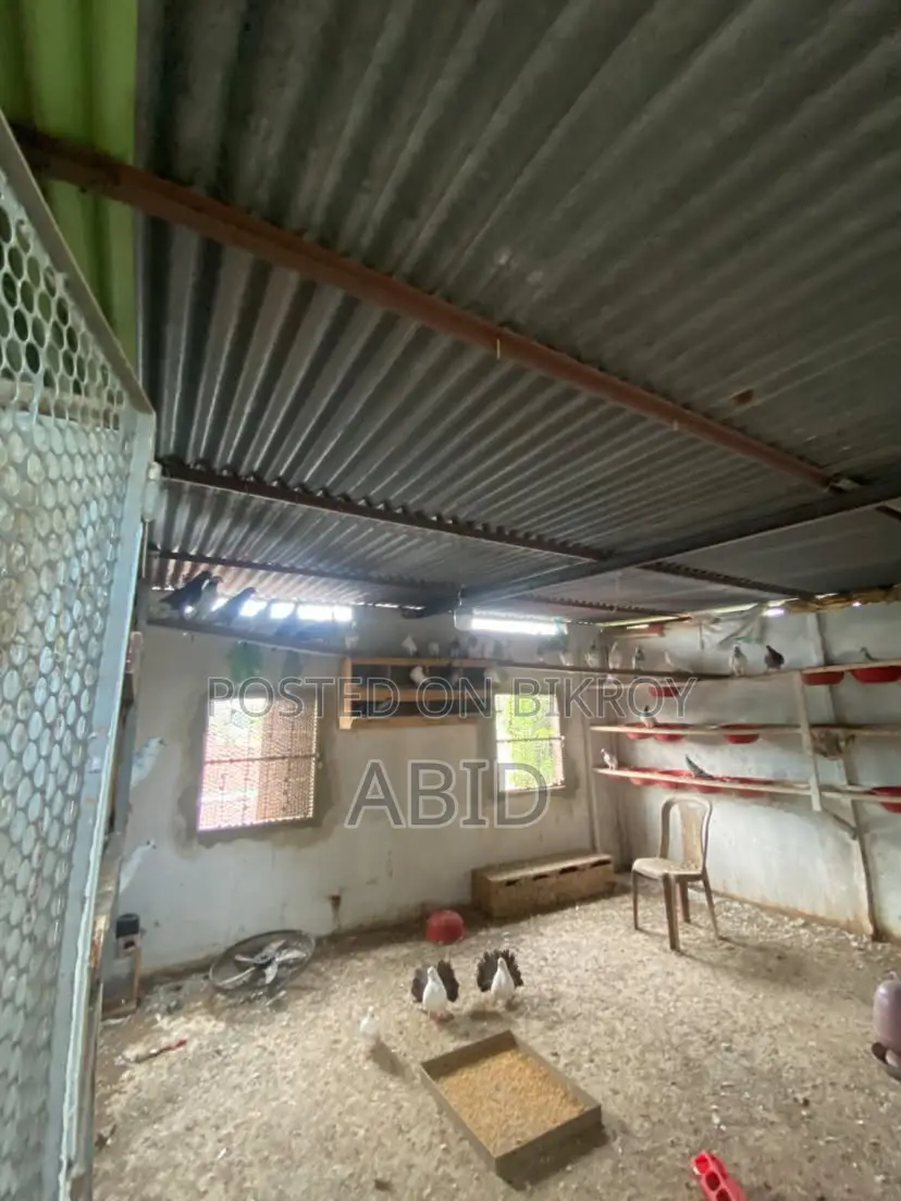 Kobutor/Pigeon for Sell