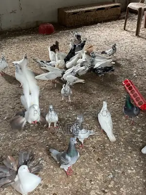 Kobutor/Pigeon for Sell