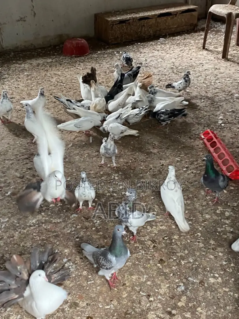 Kobutor/Pigeon for Sell