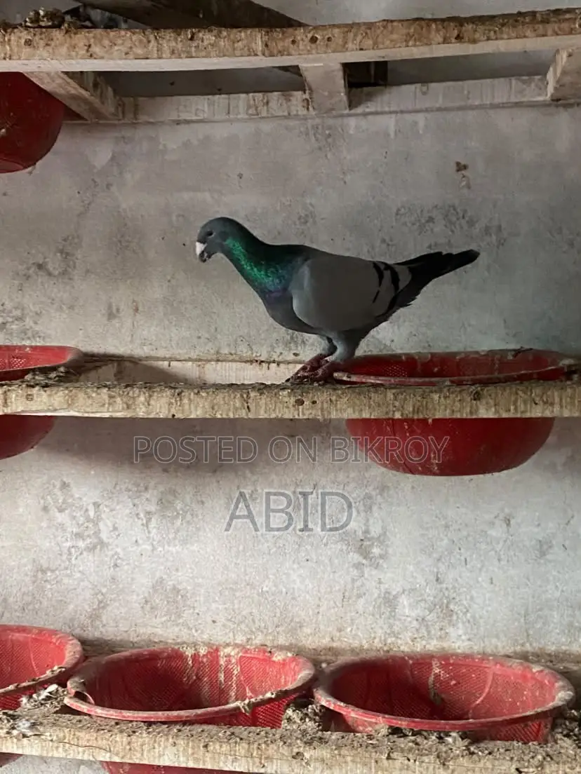 Kobutor/Pigeon for Sell