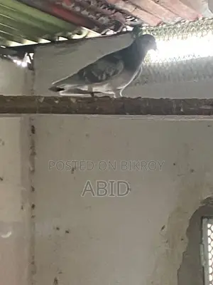 Kobutor/Pigeon for Sell