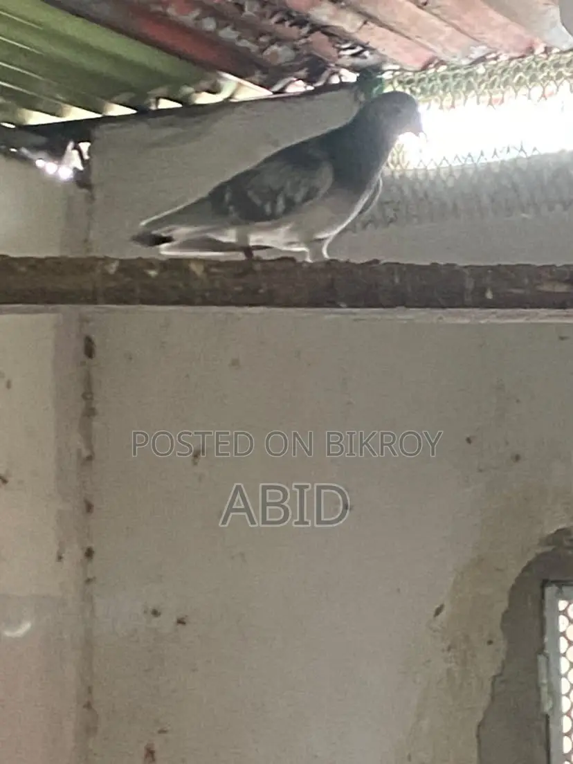 Kobutor/Pigeon for Sell