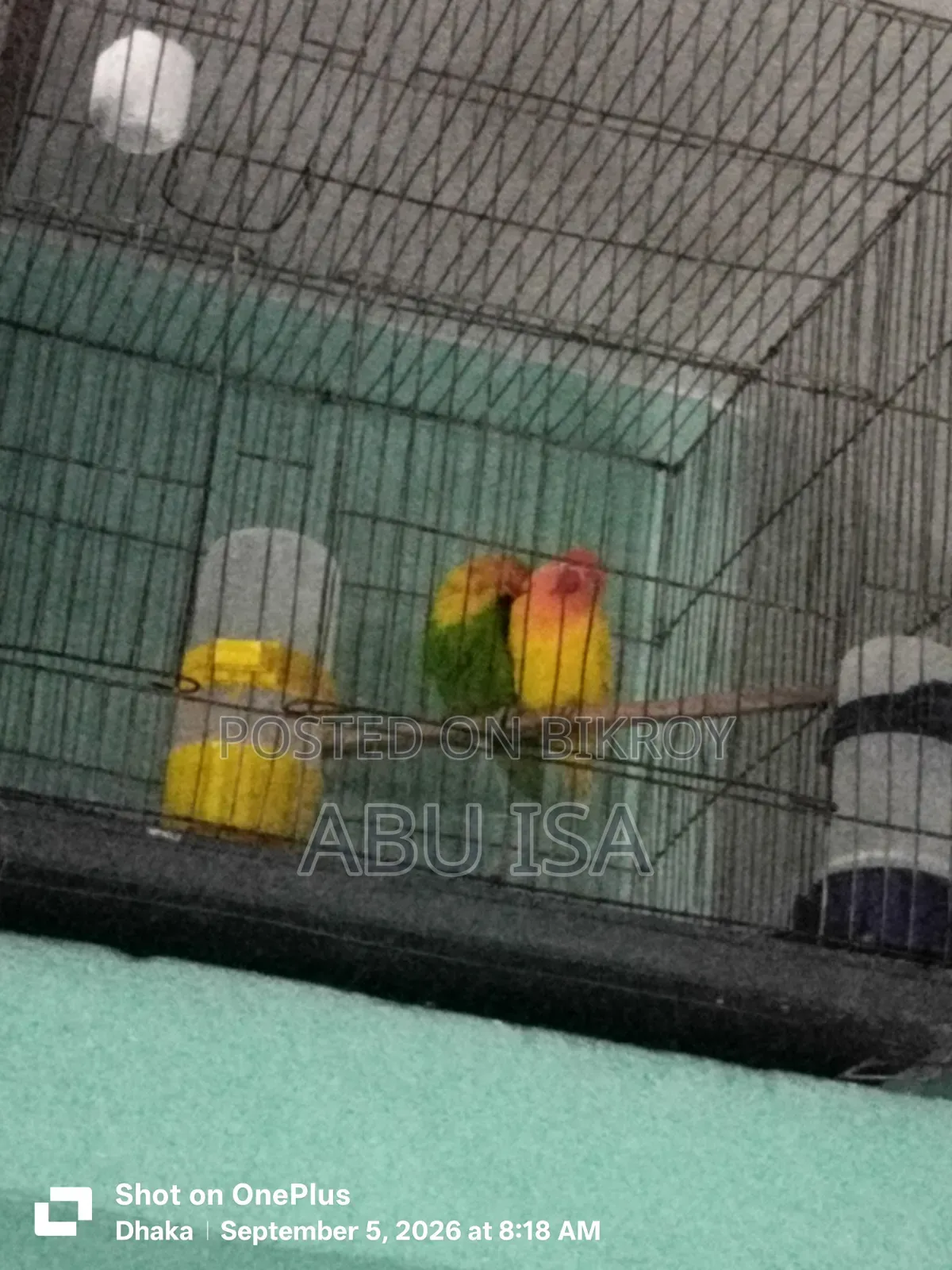 One Pair Love Bird