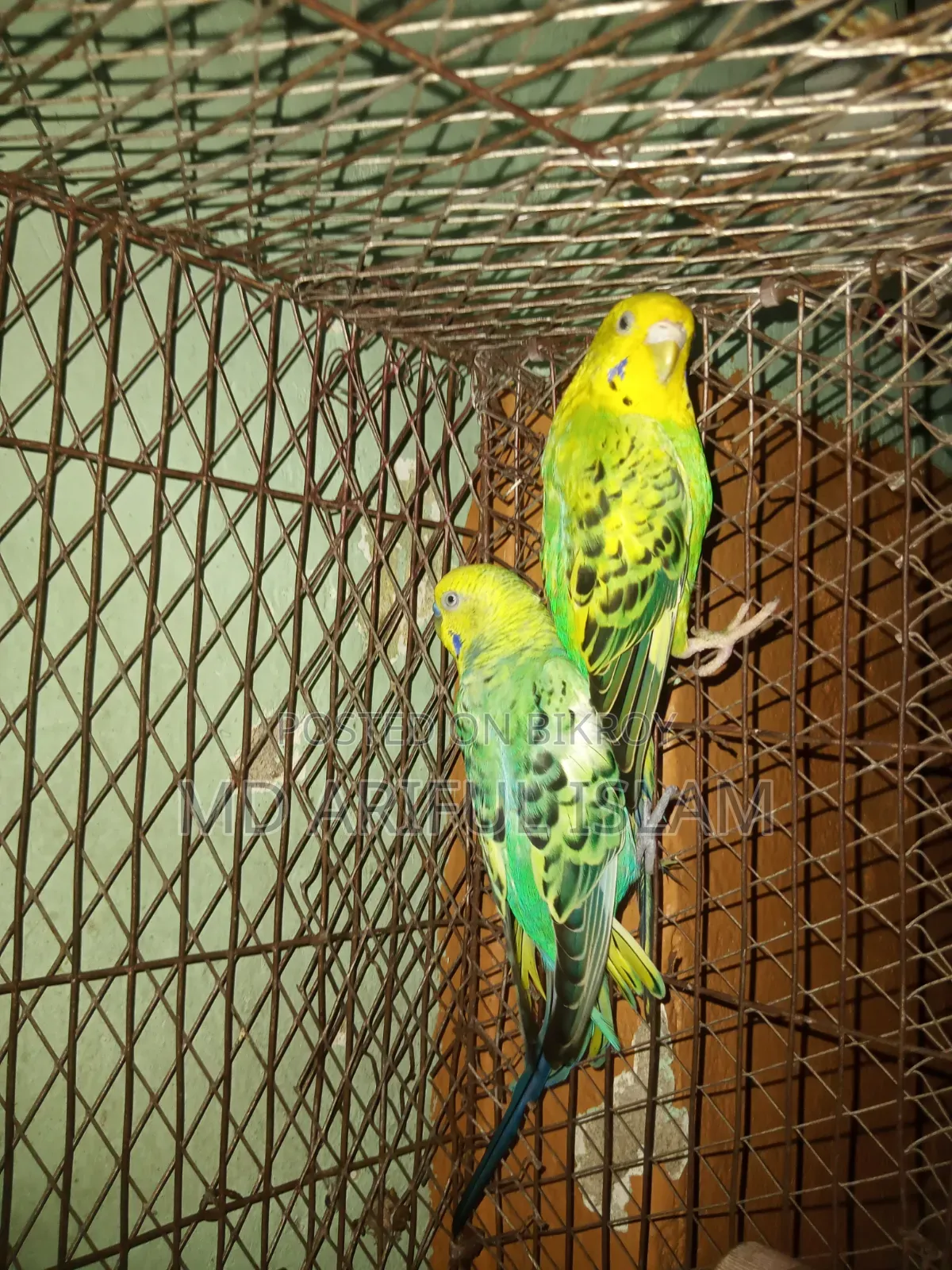 পাখি বাজিগর