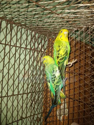 পাখি বাজিগর