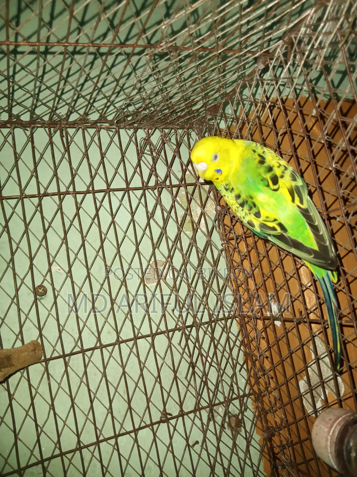 পাখি বাজিগর