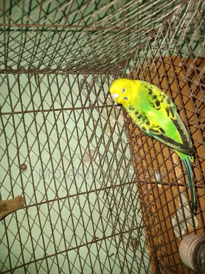 পাখি বাজিগর