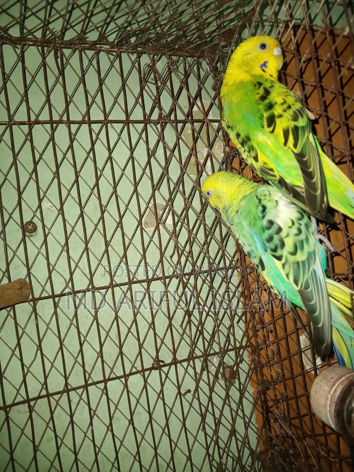 পাখি বাজিগর