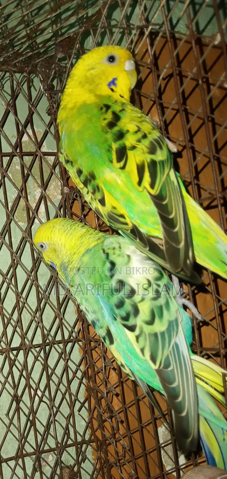 পাখি বাজিগর