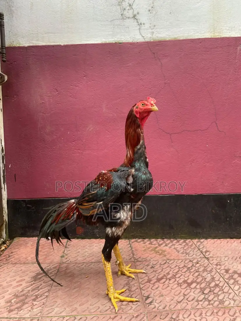 Aseel Fighter for Sell