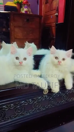 1-3 Months Female Purebred Persian