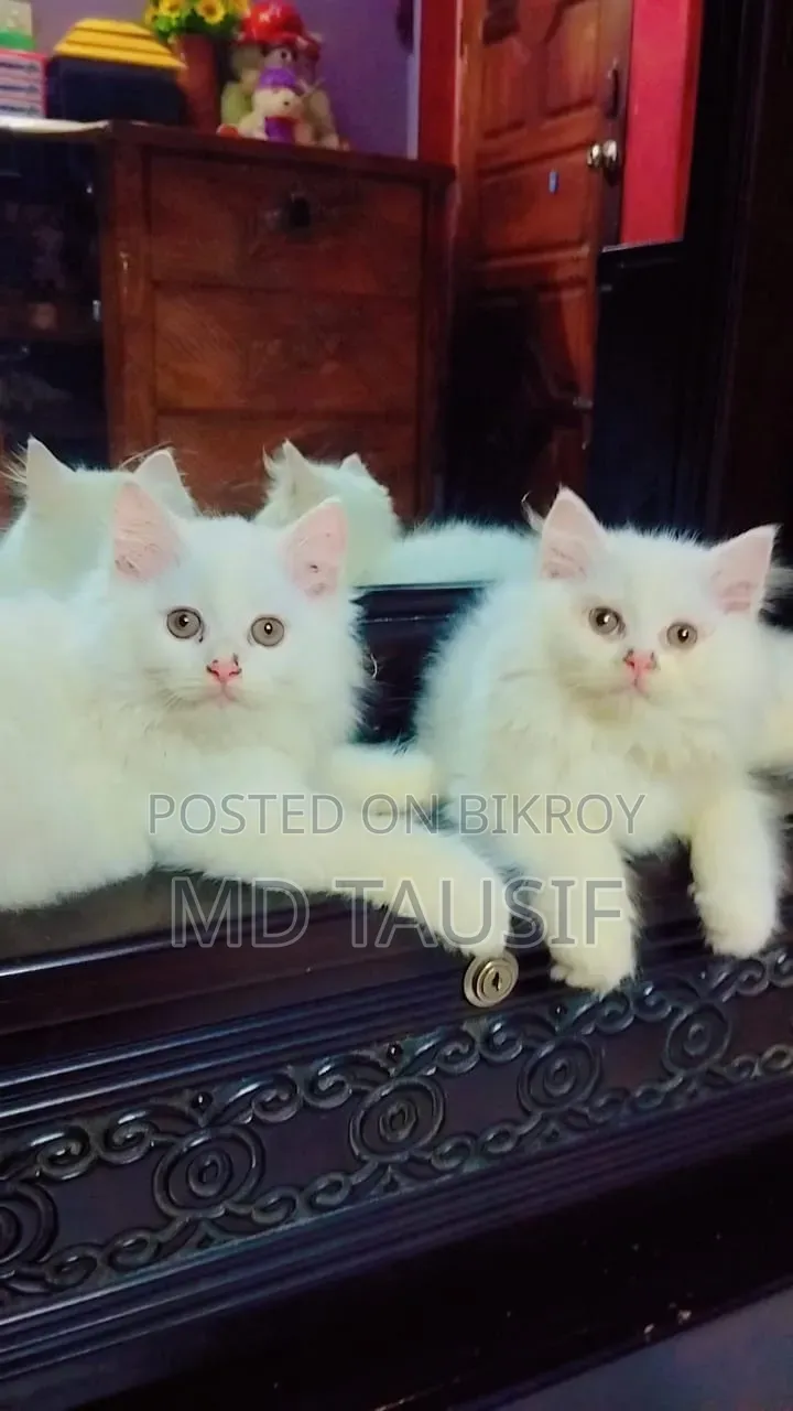 1-3 Months Female Purebred Persian