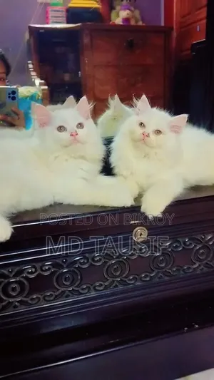 1-3 Months Female Purebred Persian