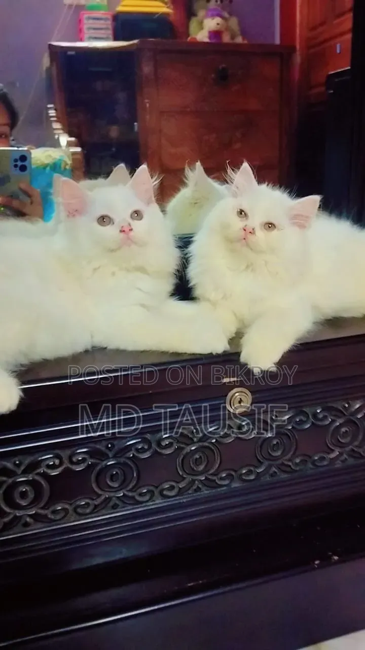1-3 Months Female Purebred Persian
