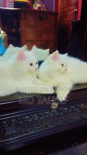 1-3 Months Female Purebred Persian