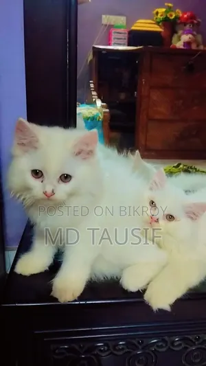 1-3 Months Female Purebred Persian