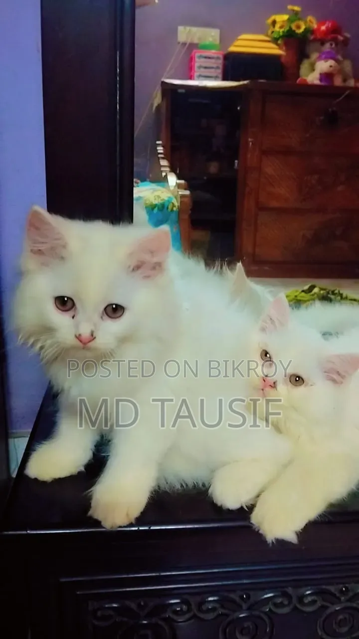 1-3 Months Female Purebred Persian