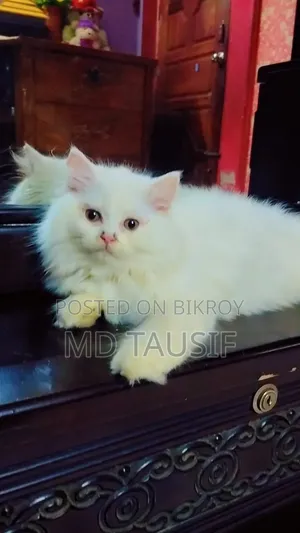 1-3 Months Female Purebred Persian