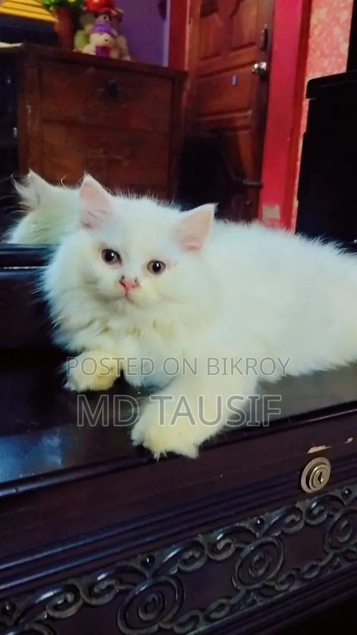 1-3 Months Female Purebred Persian